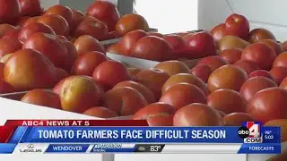 Tomato farmers face difficult season