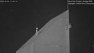 Tower Cam - FalconCam Project LIVE