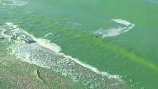 Toxic algae poses danger to dogs