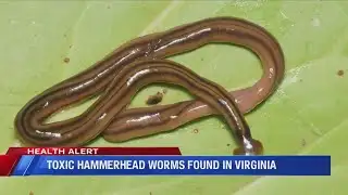 Toxic Hammerhead worms found in Virginia