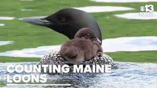 Tracking the nesting of Maine