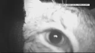 Trail camera captures curious bobcat in Franklin County
