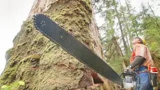 Tree Cutting Fails Compilation And Idiots With Chainsaw , Extreme Fastest Large Tree Felling