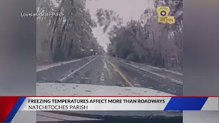 Tree falling under weight of ice captured by LSP dashcam
