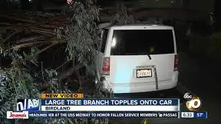 Tree falls onto parked car in Birdland area