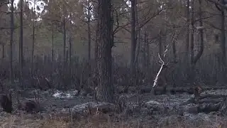 Tree Frog Wildfire 60% contained