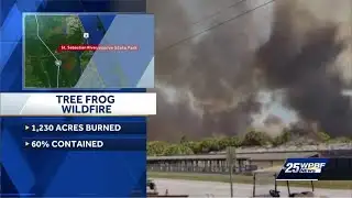 Tree Frog Wildfire