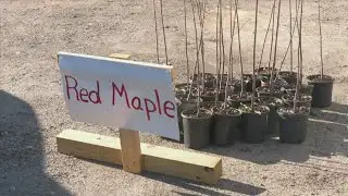 Tree giveaway takes place in Jackson County