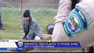 Tree-planting project brings new shade to Corning park