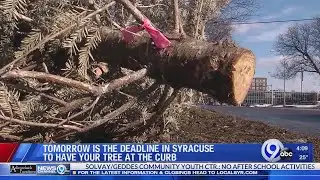 Tree Removal Deadline