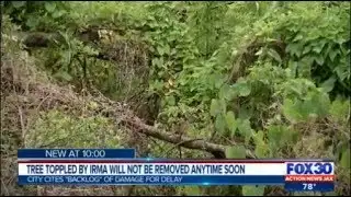 Tree toppled by Hurricane Irma will not be removed anytime soon