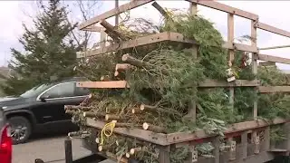 Treecycle starts in Denver to recycle Xmas trees