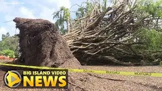 Troublesome Honomu Banyan Tree Falls (Oct. 15, 2017)
