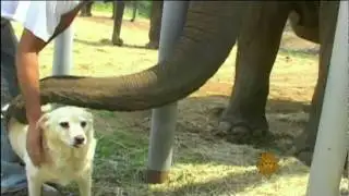 True Friends Never Forget...Especially Elephants