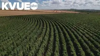 Trump administration ends tariffs on food imports