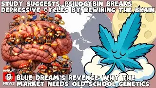 Trump confronts cannabis rescheduling rumors