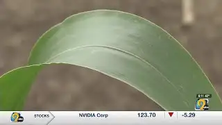 Trump’s proposed import tariffs could devalue Iowa’s crops, but E-15 fuel year-round could provid...