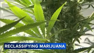 Trump to sign executive order reclassifying marijuana: Officials