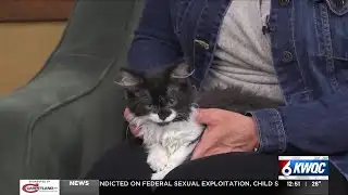 Tuesday’s adoptable pet: Meet Bugs