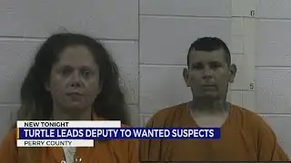 Turtle leads deputy to wanted suspects