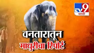 tv9 Marathi Special Report | वनतारातून माधुरीचा रिपोर्ट । Madhuri Hattin । Kolhapur