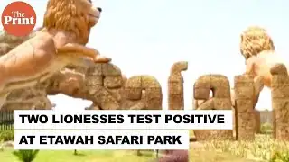 Two lionesses test positive at Etawah Safari Park