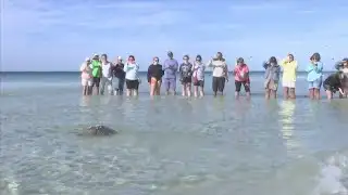 Two loggerhead sea turtles return to the Gulf