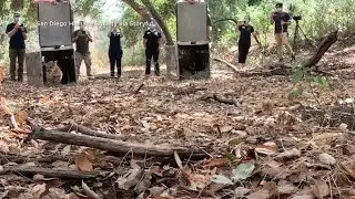 Two orphaned mountain lion cubs return to California wild