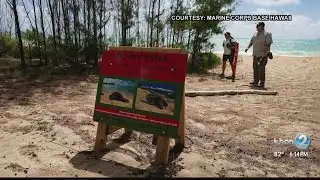 Two sharks spotted at Bellows