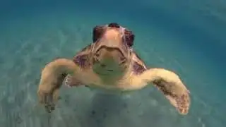 Two small curious loggerheads