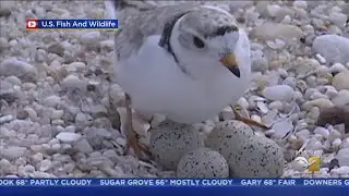 Two Surviving Piping Plover Chicks Named By Chicago Bird Lovers