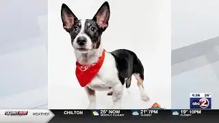 Two Wisconsin dogs to represent state in 2026 Puppy Bowl