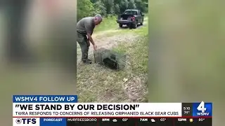 TWRA responds to concerns of releasing orphaned black bear cubs