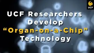 UCF Researchers Develop “Organ-on-a-Chip” Technology