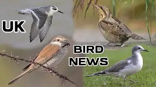 UK Bird News & Sightings. 14th September.