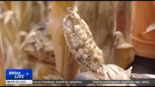 UN issues plea to help Zambia address food insecurity