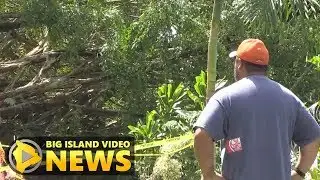 Under The Shadow Of The Banyan Tree (Oct. 15, 2017)
