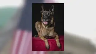 University City honors fallen K-9 Ryno