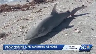 Unusual fish kill hits Sanibel, Collier beaches after temperature drop