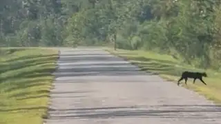 Unusual sighting: Melanistic bobcat appears on Bay County trail