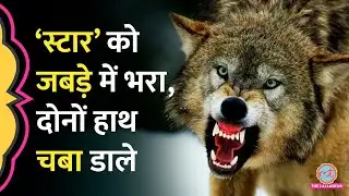 UP के Bahraich में फिर मचा भेड़ियों का आतंक, Wolf Attack में 5 साल के Star के दोनों हाथ खा डाले, मौत