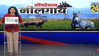 UP-Bihar News : यूपी-बिहार के किसानों से जुड़ी सबसे बड़ी खबर..."ऑपरेशन नीलगाय"! Asha Jha
