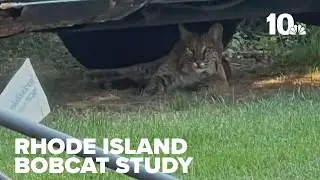 URI launches Rhode Island Bobcat Study after sightings increase across the state