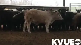 US beef prices increased in 2025 as cattle supply lowers