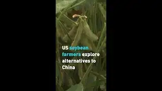 US soybean farmers explore alternatives to China