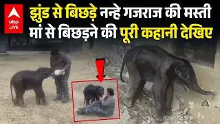 Uttarakhand Elephant Rescue: भीड़ से सहमा नन्हा हाथी, वन विभाग की टीम से मिलने के बाद वीडियो वायरल