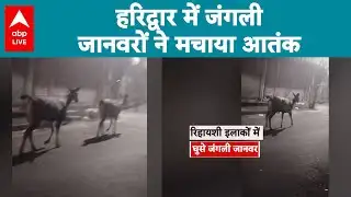 Uttarakhand News: Haridwar में जंगली जानवरों ने मचाया आतंक |ABPLIVE