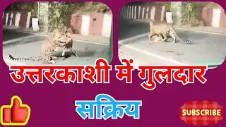 Uttarkashi - Leopard active in