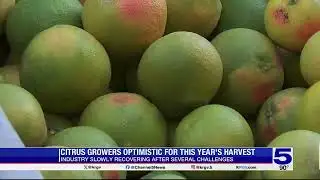 Valley citrus growers optimistic for this year’s harvest