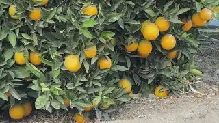 Valley citrus growers take on latest freeze warning